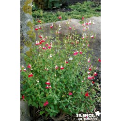 Salvia Jamensis Hot Lips...