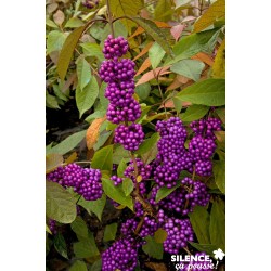 Callicarpa Bodinieri...