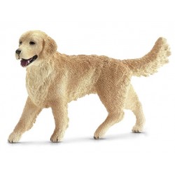 Golden Retriever Femelle...