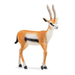 Gazelle De Thomson Wild...