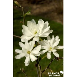 Magnolia Stellata Royal...