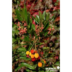 Arbutus Unedo Roselily®...