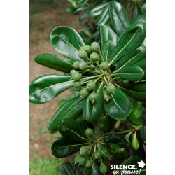 Pittosporum Tobira Tfe-C4.5L