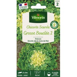 VILMORIN CHICORÉE SCAROLE...