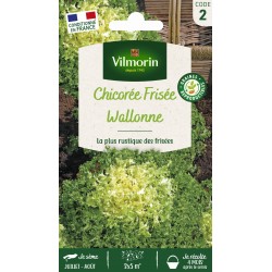 VILMORIN CHICORÉE WALLONNE...