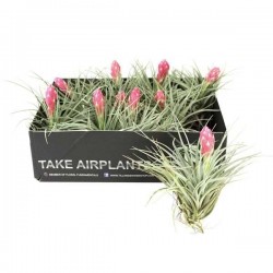 TILLANDSIA silver Fleuri H10