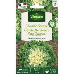 VILMORIN CHICORÉE GÉANTE...