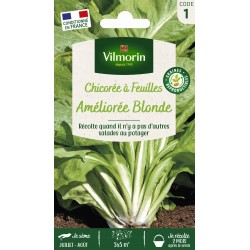 VILMORIN CHICORÉE Sauvage À...