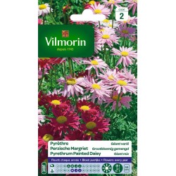 VILMORIN PYRÈTHRE Géant...
