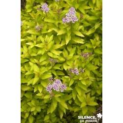 Spiraea Japonica...