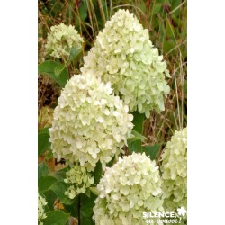 Hydrangea Paniculata...