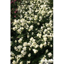 Symphoricarpos Magical®...