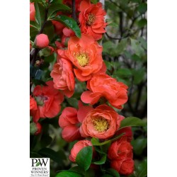 Chaenomeles Speciosa Pw®...