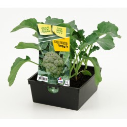 Chou brocoli verdia f1 b6