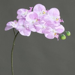 Phalaenopsis Naturel  Lilas...