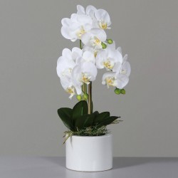 Phalaenopsis En Pot...