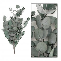 Botte D'Eucalyptus...