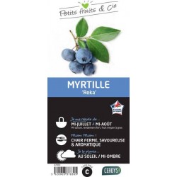 MYRTILLIER 'Reka' C1.5L...