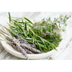 Thym Serpolet C1L