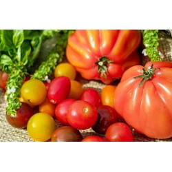 Tomate Cuor Di Bue B3M