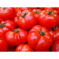 Tomate Noire Crimee Gref-C1L