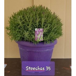 Lavandula stoechas tfe-p35