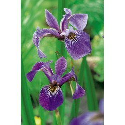Iris versicolor p18