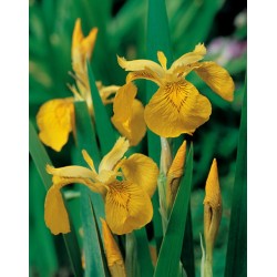 Iris pseudacorus h25-p9