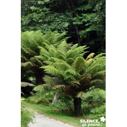 Dicksonia Antartica Tfe-C4.5L