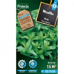 Menthe verte