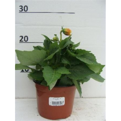 Dahlia x hortensis p10.5