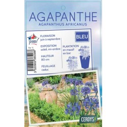 AGAPANTHUS africanus bleu...