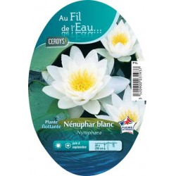 NYMPHAEA blanc C1L