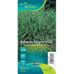 PHACELIE G9 AU FIL DE L'EAU