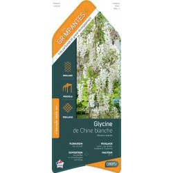 WISTERIA sinensis 'Alba'...