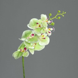 Tige Phalaenopsis 7 Fleurs...