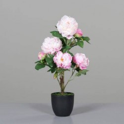Pivoine En Pot  Rose H57