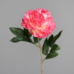 Tige De Pivoine  Fuchsia H63