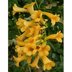 CAMPSIS tagliabuana 'Golden...