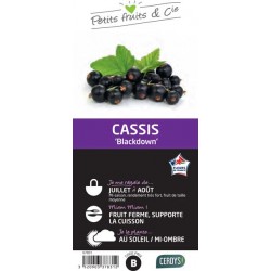 CASSISSIER 'Blackdown' C1.5L
