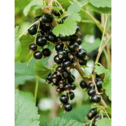 CASSISSIER 'Andega' C1.5L