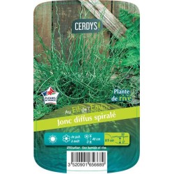 JUNCUS effusus 'Spiralis'...