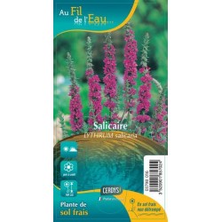 LYTHRUM salicaria G9 AU FIL...