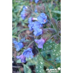Pulmonaria Trevi Fountain...