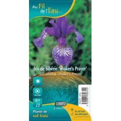 IRIS sibirica 'Shaker's...
