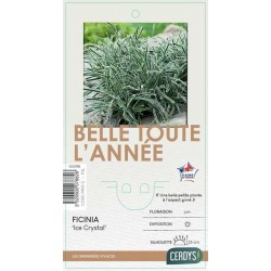 FICINIA truncata 'Ice...