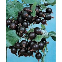 CASSEILLIER 'Jostaberry' C1.5L