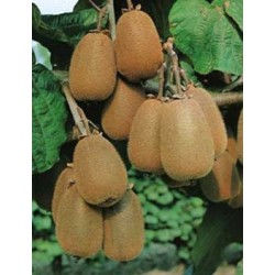 KIWI femelle 'Hayward' TUT...