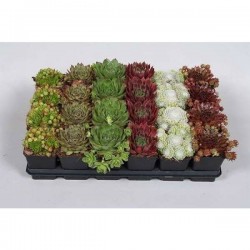 Sempervivum h15-p7