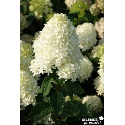 Hydrangea Paniculata...